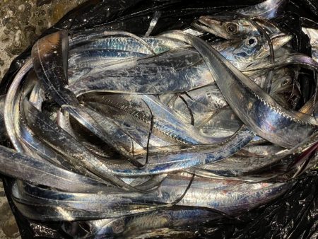 タチウオも大サバもよく釣れました