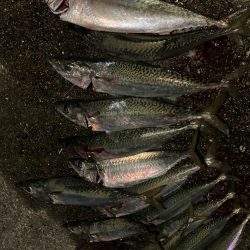 大サバ祭り！！