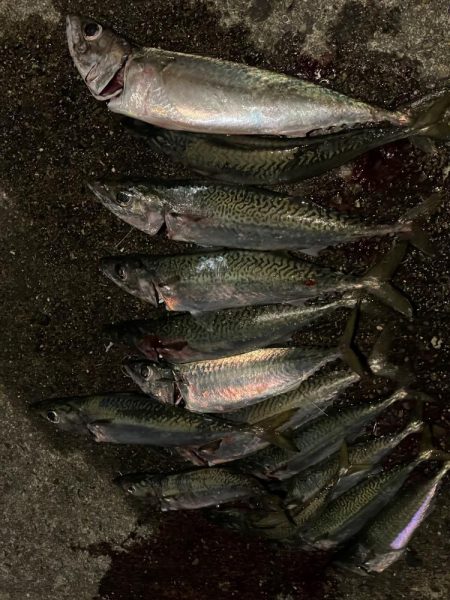 大サバ祭り！！