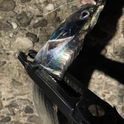 タチウオ、大サバよく釣れた！