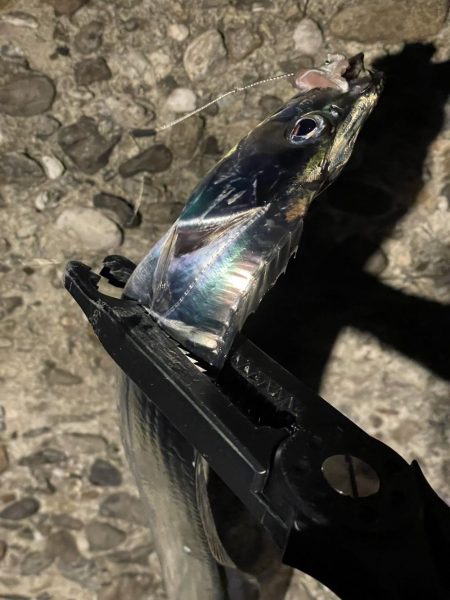 タチウオ、大サバよく釣れた！