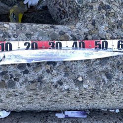 太刀魚居ました