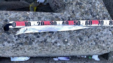 太刀魚居ました