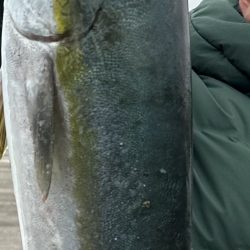 今年初青物NICE!!