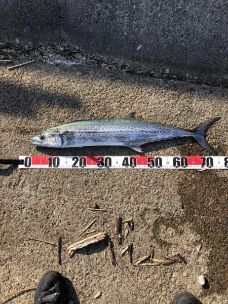 やっと今季1本目の！