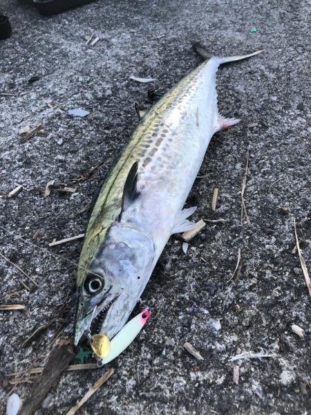 粘って良かった