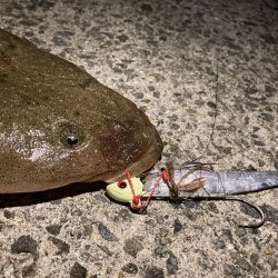 まさかのマゴチ