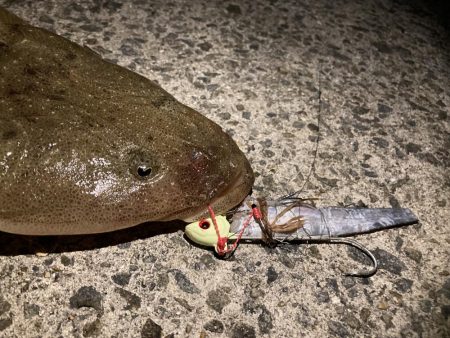 まさかのマゴチ