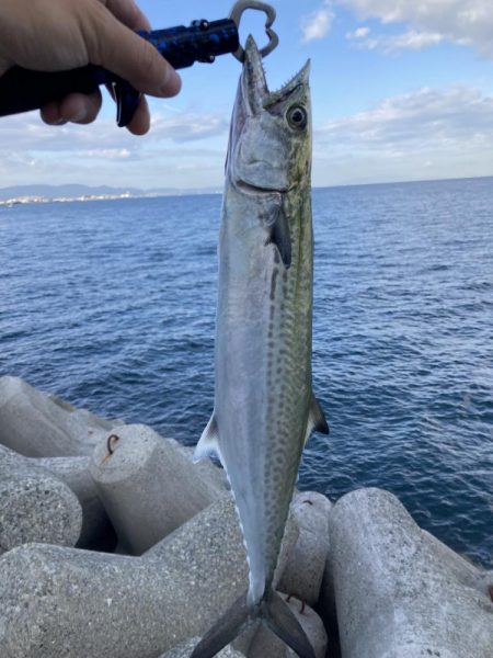 3年ぶりのサゴシ