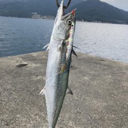 日本海のサゴシ！