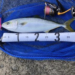 ライトショアジギング