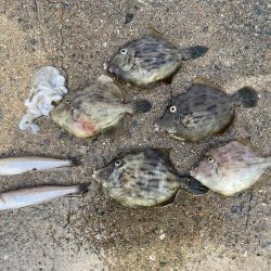 やっぱりPEは感度が良い