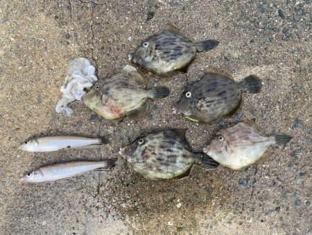 やっぱりPEは感度が良い