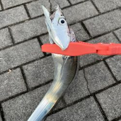 ラッキー太刀魚