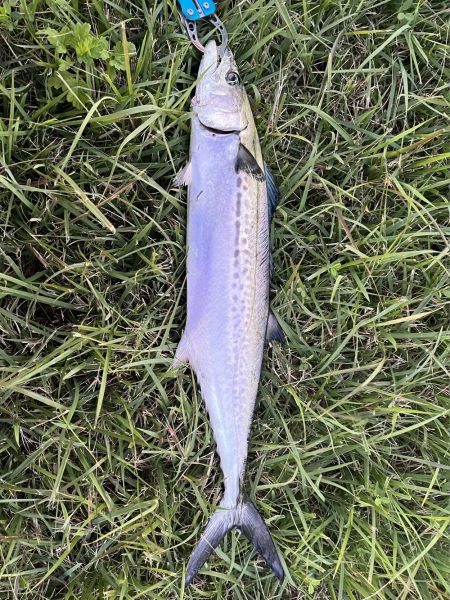 ライトショアジギング