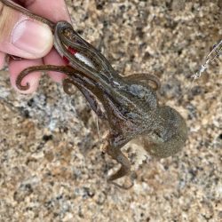 毎年恒例の年1イイダコ釣り