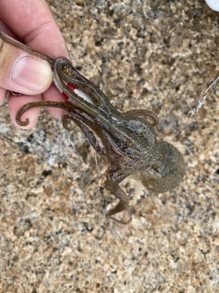 毎年恒例の年1イイダコ釣り