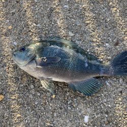 昼グレと夜タチ