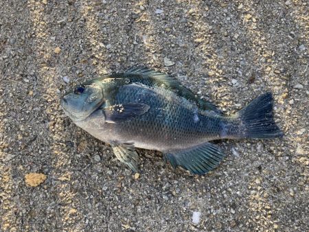 昼グレと夜タチ