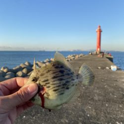 日の出渡船でカワハギ狙い