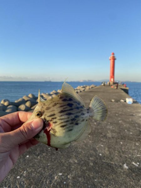 日の出渡船でカワハギ狙い