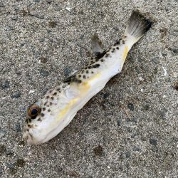 カワハギを求めて