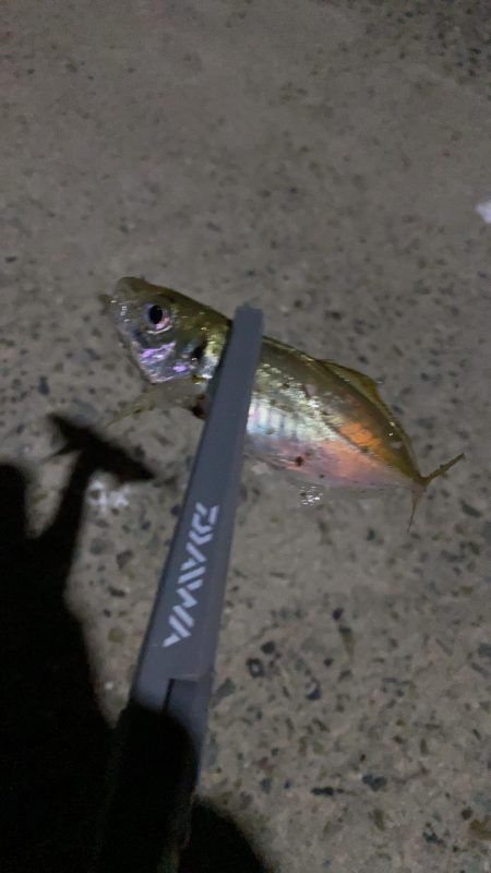 初めてアジングオンリー