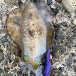 エギング場違い