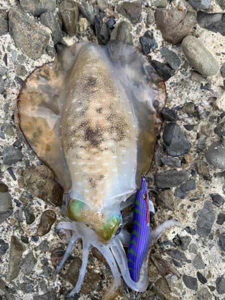 エギング場違い