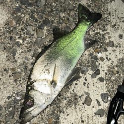 波高いんでセイゴ