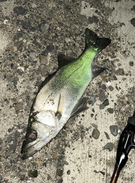 波高いんでセイゴ