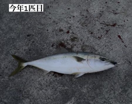 ハマチ釣れた
