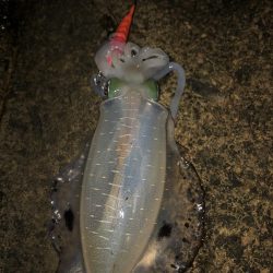 エギング　佐渡遠征③2日目、3日目