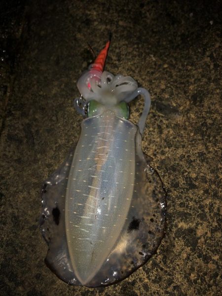 エギング　佐渡遠征③2日目、3日目