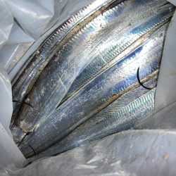 仕事帰りにタチウオ