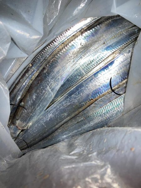 仕事帰りにタチウオ