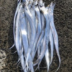 またしても寝坊からの太刀魚