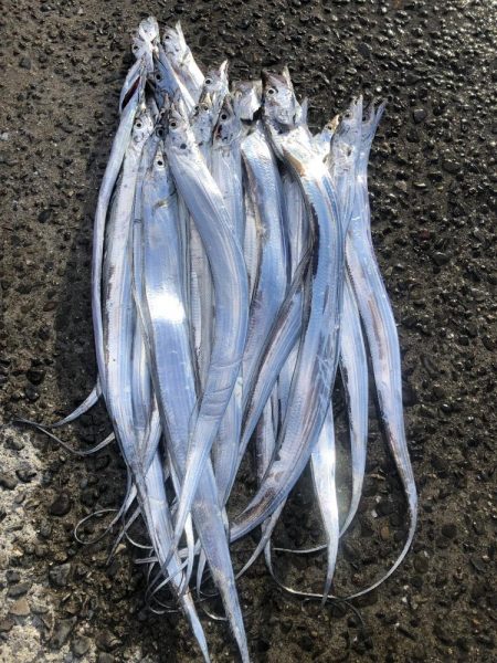 またしても寝坊からの太刀魚