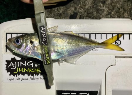 アジングイベント釣行