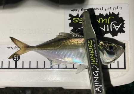 アジングイベント2