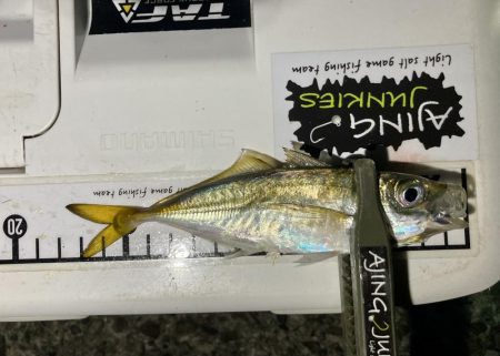 アジングイベント