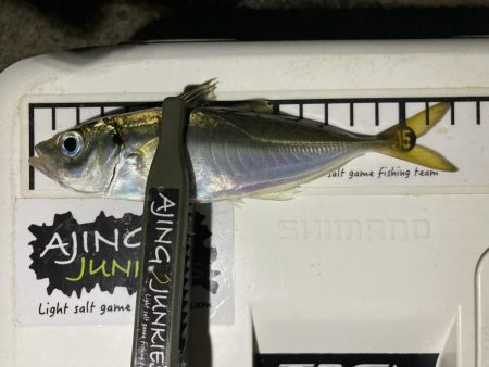 アジングイベント