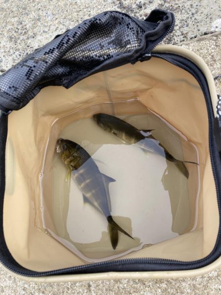 モーニング前フィッシング