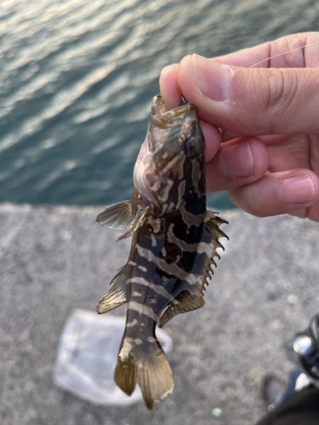 遠征ライトゲーム！