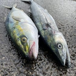 ★★青物祭に参加して来たら★★