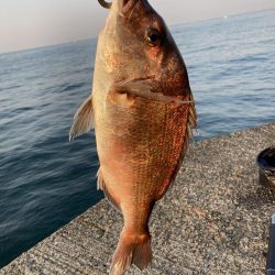 カゴ釣りで真鯛