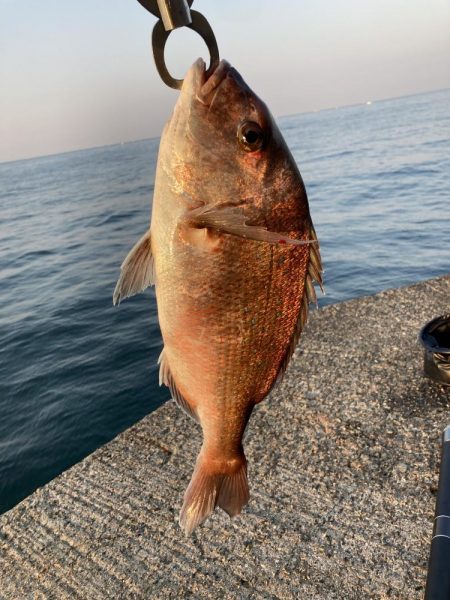 カゴ釣りで真鯛