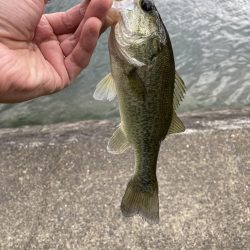 秋バスを求めて