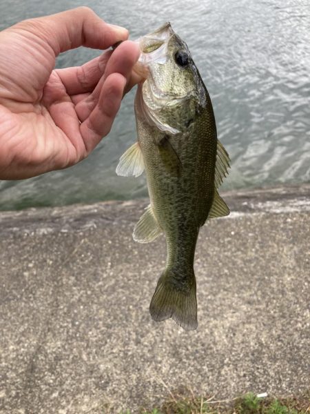 秋バスを求めて