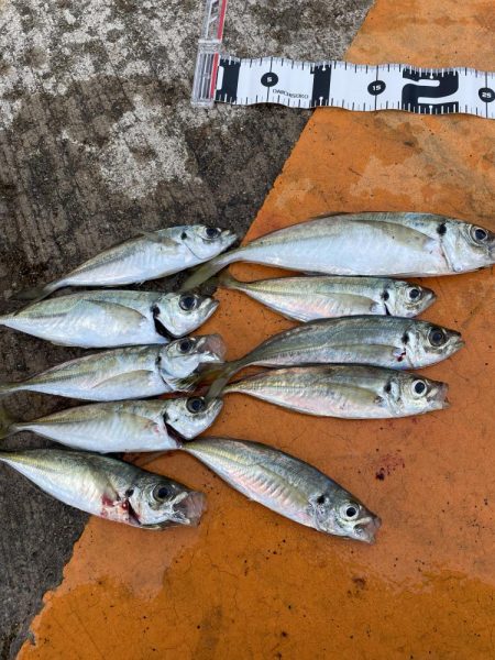 シーズン初アジング  最大28cm